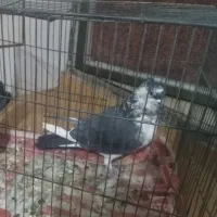 نر کالولی چشم پرتغالی