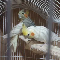 یک جفت عروس هلندی ۲ ساله روی تخم