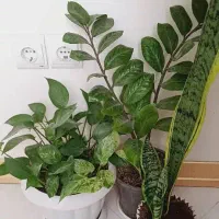 فروش گل یکجا