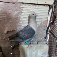 موشی کله زرد