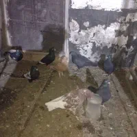 فروش تعداد کفتر بهبهانی|پرنده|مرودشت, ابوذر شمالی|دیوار