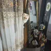 ماده پرشین اصیل