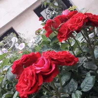 اجاره آپارتمان 185 متری طبقه اول