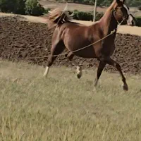 مادیان عرب مصری خوشگل بشرط سر دمگیری