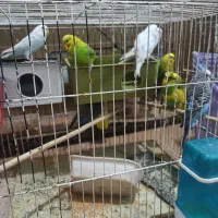 مرغ عشق باقفس