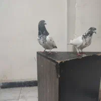 کبوتر کفتر پرشی