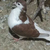 کفترخال‌وچپ‌وطوقی‌‌|پرنده|شامکان, |دیوار