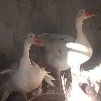 غاز نرو ماده درجه یک