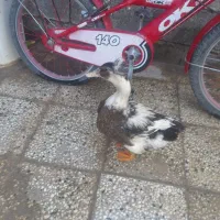 غاز مایع روزی یک تخم مرغ هم میگزاره