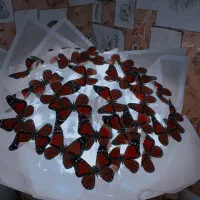 دسته گل پروانه|گل مصنوعی|خرم‌آباد, |دیوار