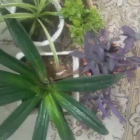 پک ۴ عددی گل به همراه گلدان