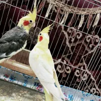 جفت عروس هلندی همراه قفس حراج