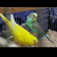 مرغ عشق|پرنده|اهواز, کوی فرهنگیان ۱|دیوار