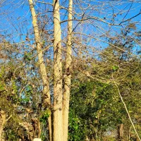 فروش درخت صنوبر|عمده‌فروشی|آستانه اشرفیه, |دیوار