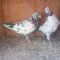 کبوتر کفتر پرشی مایع سینه ای دمسبز خریدار زنگ بزن|پرنده|تهران, نعمت‌آباد|دیوار