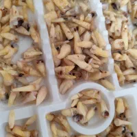 دندان کشیده شده