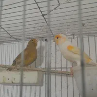 فروش دو جفت قناری آماده مست مست