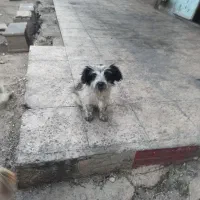 سگ پا کوتاه زینتی