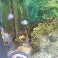 حلزون کلمبیا