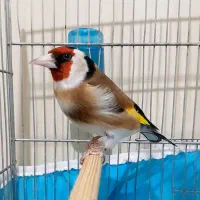 سهره یه وجبی مست خیلی درشت جفتی قناری در رزن