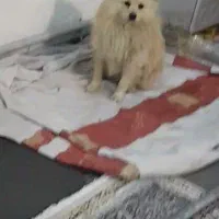 سگ پامر|سگ|پاکدشت, حصار امیر|دیوار