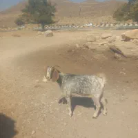 فروش ۲ راس بز جوان ابستن|حیوانات مزرعه|نی‌ریز, |دیوار