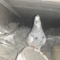 یک جفت طوقی به شرط