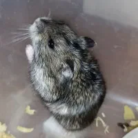 همستر|موش و خرگوش|قدس, شهرقدس|دیوار