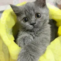 گربه بیریتیش