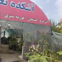 کمک آشپز خانوم