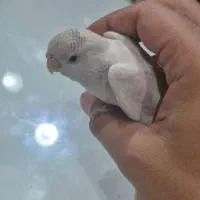 مرغ عشق البینو