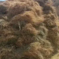 علف وکاه