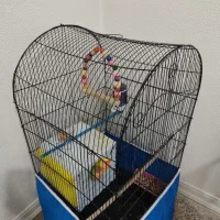 کوتوله برزیلی  دستی همراه قفس