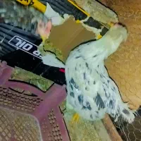 مرغ خروس لری. گلین