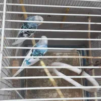 معاوضه باخروس و عروس هلندی و تخم مرغ برهما|پرنده|لنگرود, |دیوار