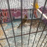 سهره قناری|پرنده|تهران, مختاری|دیوار