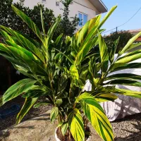 مارانتا ابلق|گل و گیاه طبیعی|شلمان, |دیوار