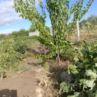 باغ 1000متری سنددار دولت آباد مرند|فروش دفتر صنعتی، کشاورزی، تجاری|مرند, |دیوار