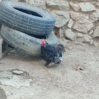 خروس نازار|حیوانات مزرعه|حسین آباد, |دیوار