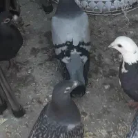 کفتر آلمانی جوجه