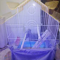 قفس عروس هلندی سالم