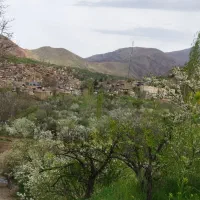 گردو پوست سبز