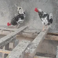 فروش خروس گلین