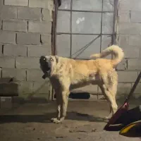 واگذاری سگ کانگال یا سرابی|سگ|تهران, دستغیب|دیوار