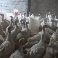 فروش جوجه بوقلمون بیوتی ۴۰روزه وزن ۲ کیلو|حیوانات مزرعه|گلی داغ, |دیوار