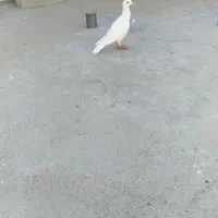 کبوتر ساده سار سینه کرواتی