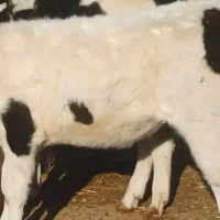 گوساله ماده