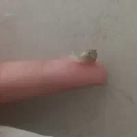 بچه حلزون البینو|خزنده|قم, یزدانشهر|دیوار