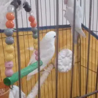 فروش سه پرنده بندرلنگه|پرنده|بندرلنگه, |دیوار