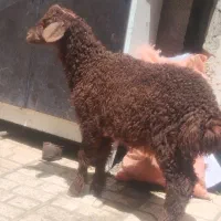 گوسفند بره نر افشاری